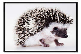 Gerahmter Kunstdruck Igelkind