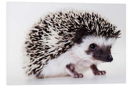 Foam board print Baby hedgehog