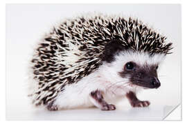 Wall sticker Baby hedgehog