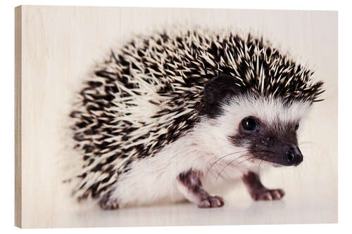 Puutaulu Baby hedgehog