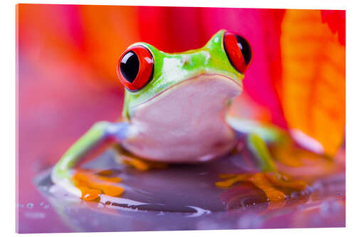 Acrylic print little green frog