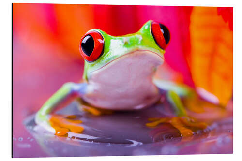 Aluminium print little green frog