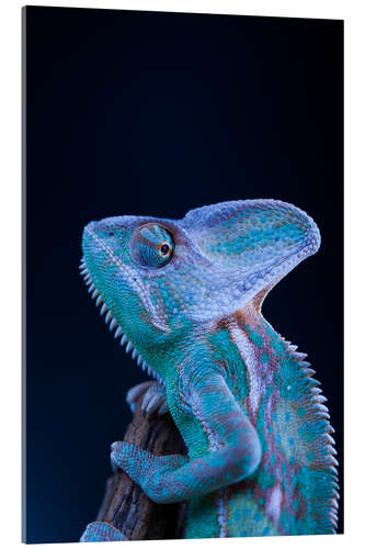 Acrylic print blue chameleon