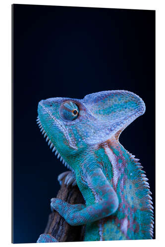 Galleritryk blue chameleon