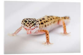 Acrylic print Naughty Gecko