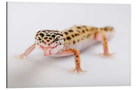 Alubild Frecher Gecko