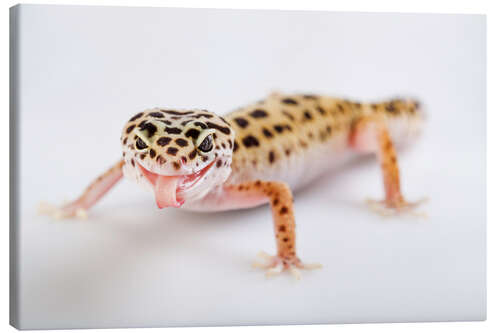 Leinwandbild Frecher Gecko