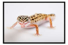 Gerahmter Kunstdruck Frecher Gecko