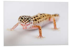 Foam board print Naughty Gecko