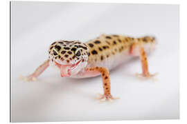 Galleriprint Naughty Gecko