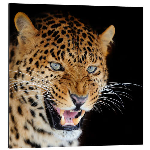 Tableau en aluminium snarling leopard