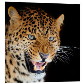 Foam board print snarling leopard