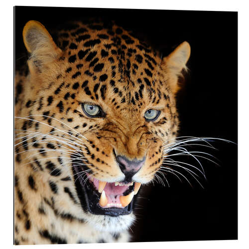 Galleritryk snarling leopard