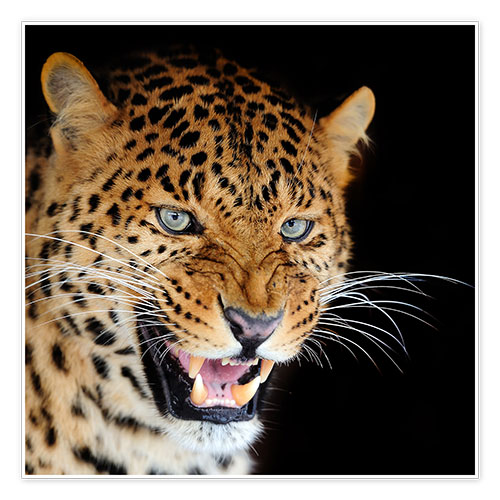 Póster snarling leopard