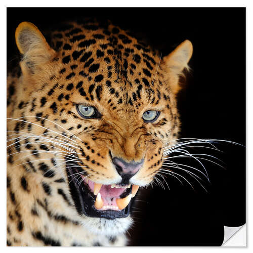 Selvklebende plakat snarling leopard