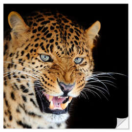 Wall sticker snarling leopard