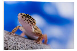 Tableau en aluminium Gecko léopard devant un fond bleu