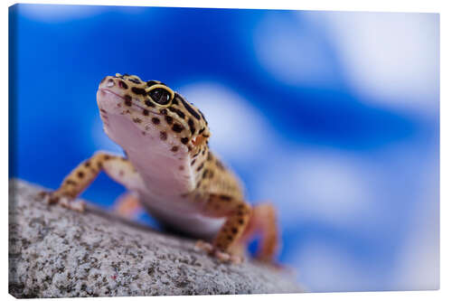 Canvas print Leopard Gecko on Blue