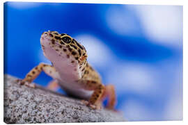 Leinwandbild Leopardgecko auf Blau