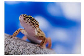 Foam board print Leopard Gecko on Blue