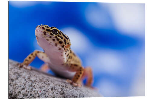 Galleriprint Leopard Gecko on Blue