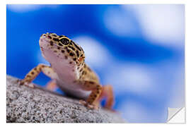 Sticker mural Gecko léopard devant un fond bleu