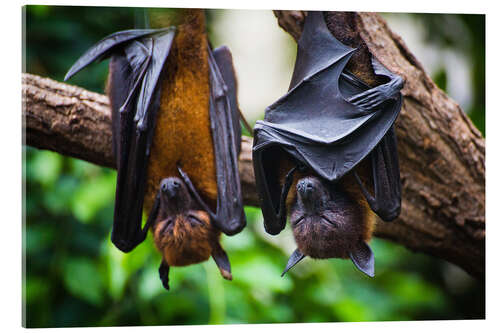 Akrylglastavla Tired bats