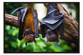 Gerahmter Kunstdruck Müde Flughunde