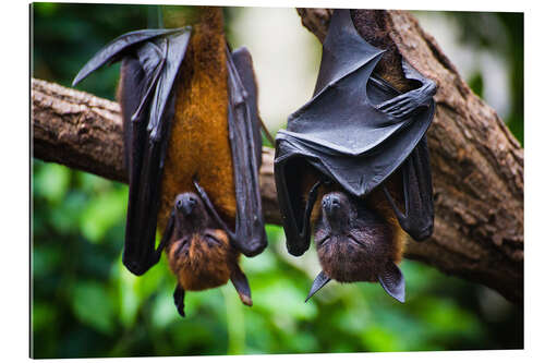 Gallery print Tired bats