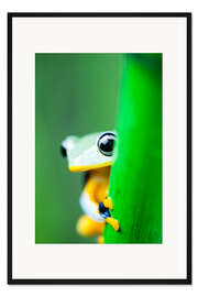 Gerahmter Kunstdruck Gelber Laubfrosch
