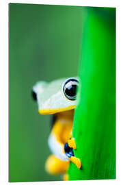 Gallery print yellow tree frog