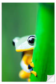 Selvklebende plakat yellow tree frog