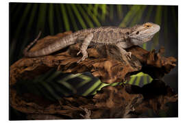 Quadro em alumínio Bearded dragon relaxes