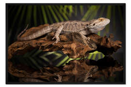 Gerahmter Kunstdruck Bartagame entspannt sich