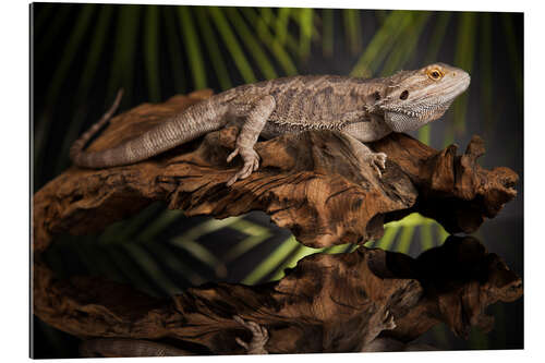 Galleritryk Bearded dragon relaxes