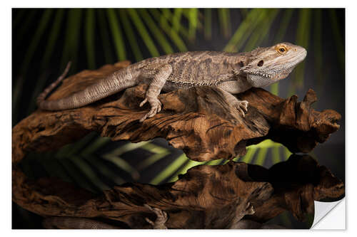 Sisustustarra Bearded dragon relaxes