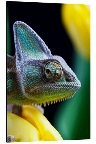 Aluminium print Chameleon squints over his shoulder