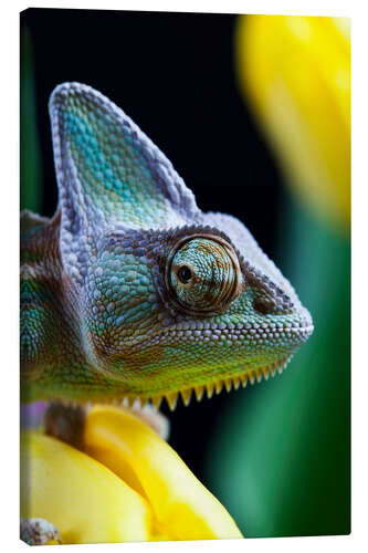 Canvastavla Chameleon squints over his shoulder