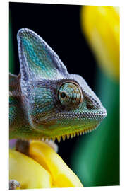 Foam board print Chameleon squints over his shoulder