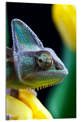 Quadro em plexi-alumínio Chameleon squints over his shoulder