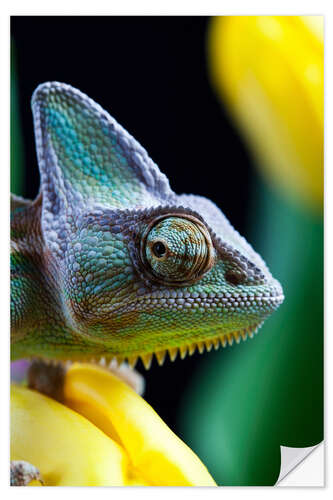 Vinilo para la pared Chameleon squints over his shoulder