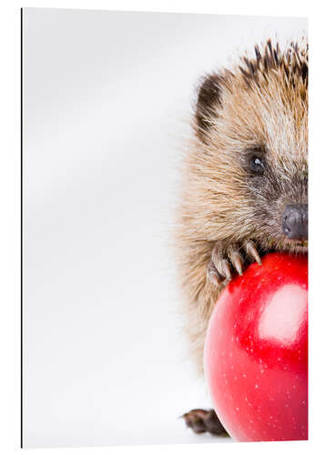 Gallery print Little hedgehog