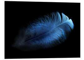 Foam board print blue feather