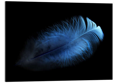 Gallery print blue feather