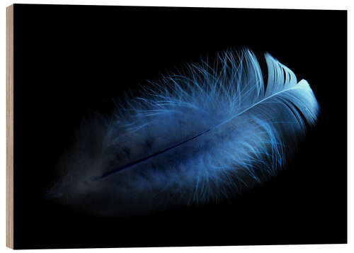 Wood print blue feather