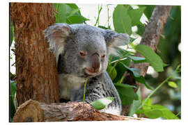 Aluminium print Don Koala