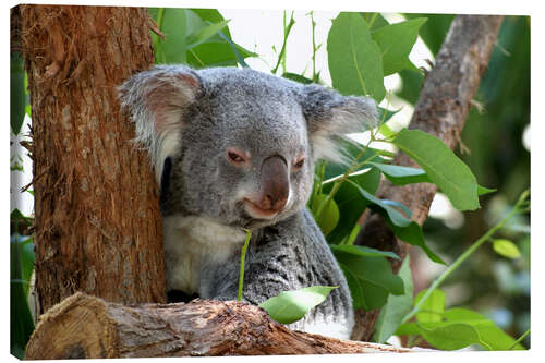 Canvas print Don Koala