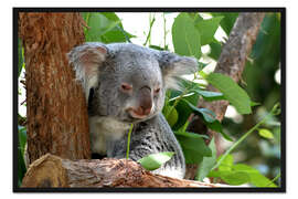 Gerahmter Kunstdruck Don Koala