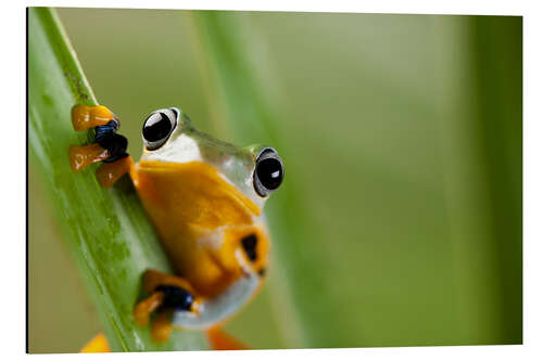 Aluminiumsbilde Frog in Orange