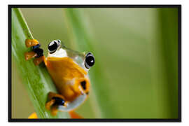 Gerahmter Kunstdruck Frosch in Orange